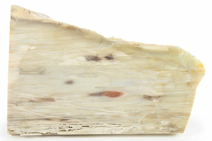 Polished Petrified Wood Slab - Washington #277121